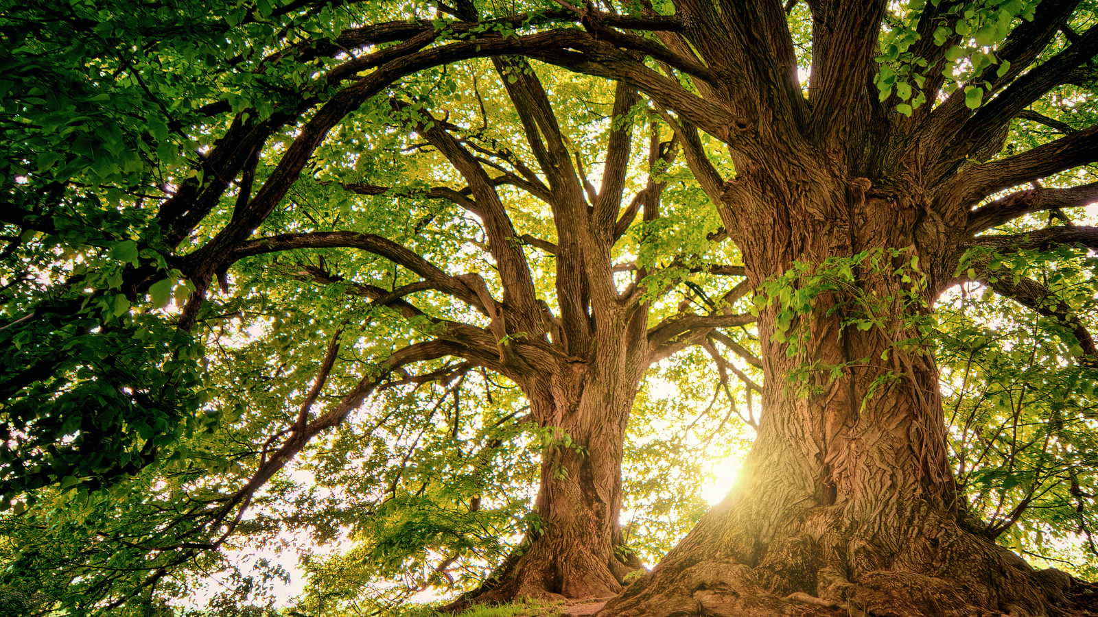 The Growing Leadership Gap in Finance