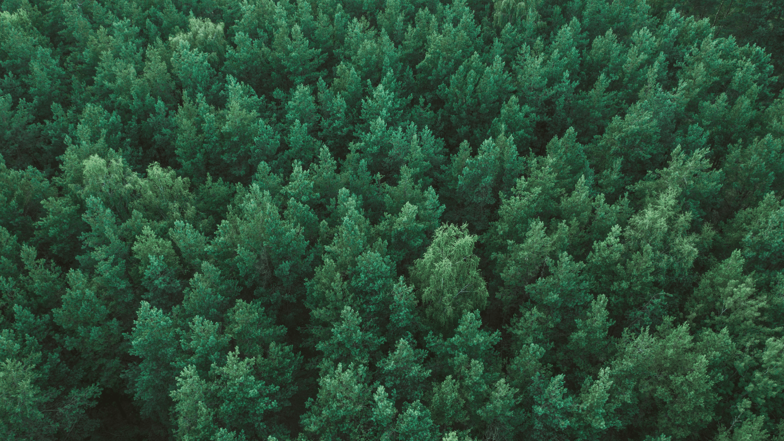 Why Nature-Related Disclosures Are the Next Strategic Priority